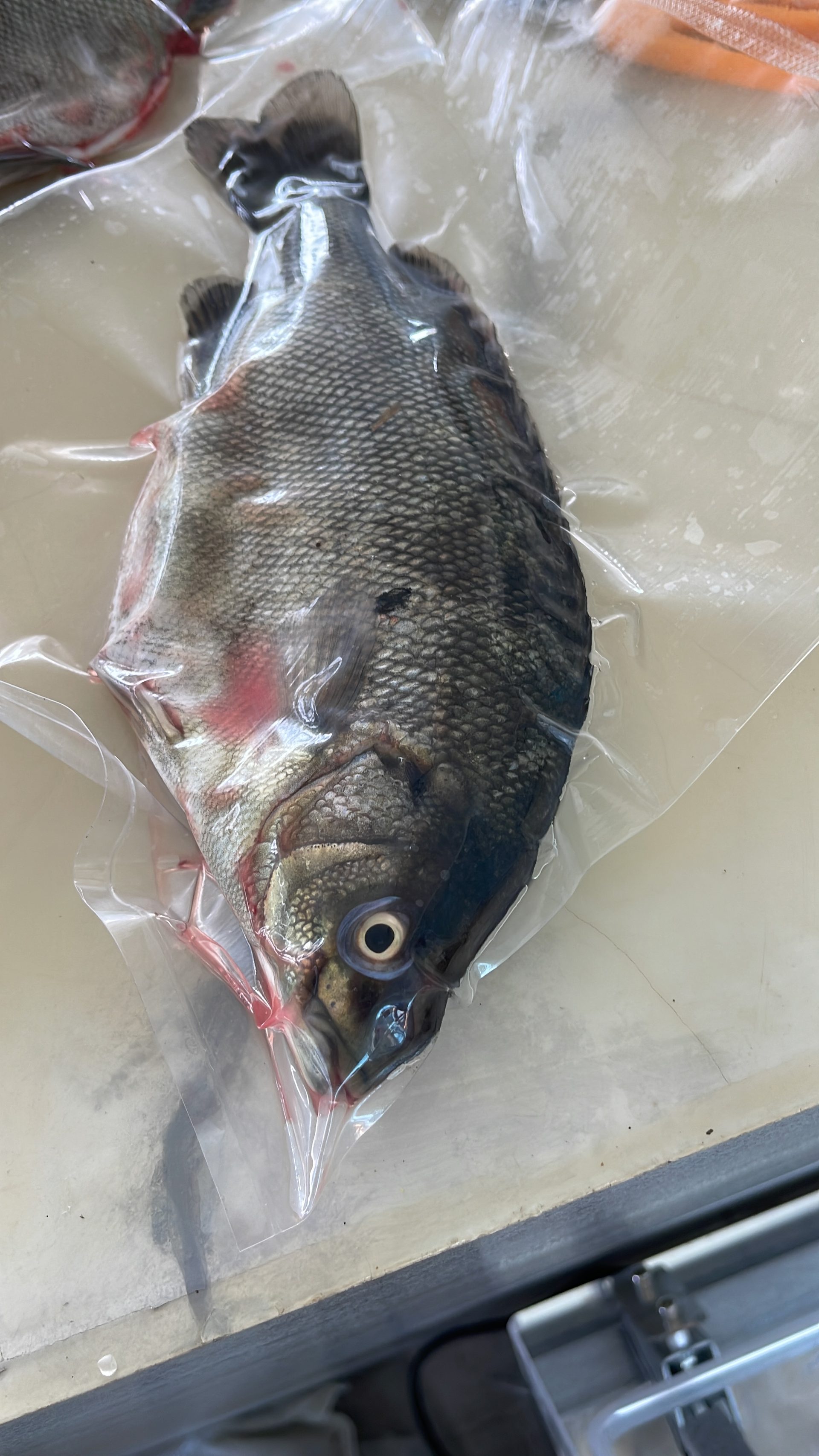 Fresh aquaponics-raised tilapia, packed